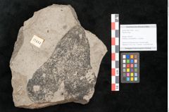 Foto (Objekt + Etikett) von Plantae indet.  (NHMW-GEO-2024-0188-11444)